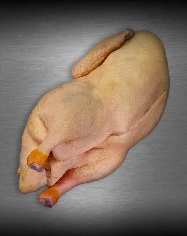 Ganze Ente aus Pommern roh, Premium-Geflügel edel inszeniert vor metallischem Hintergrund