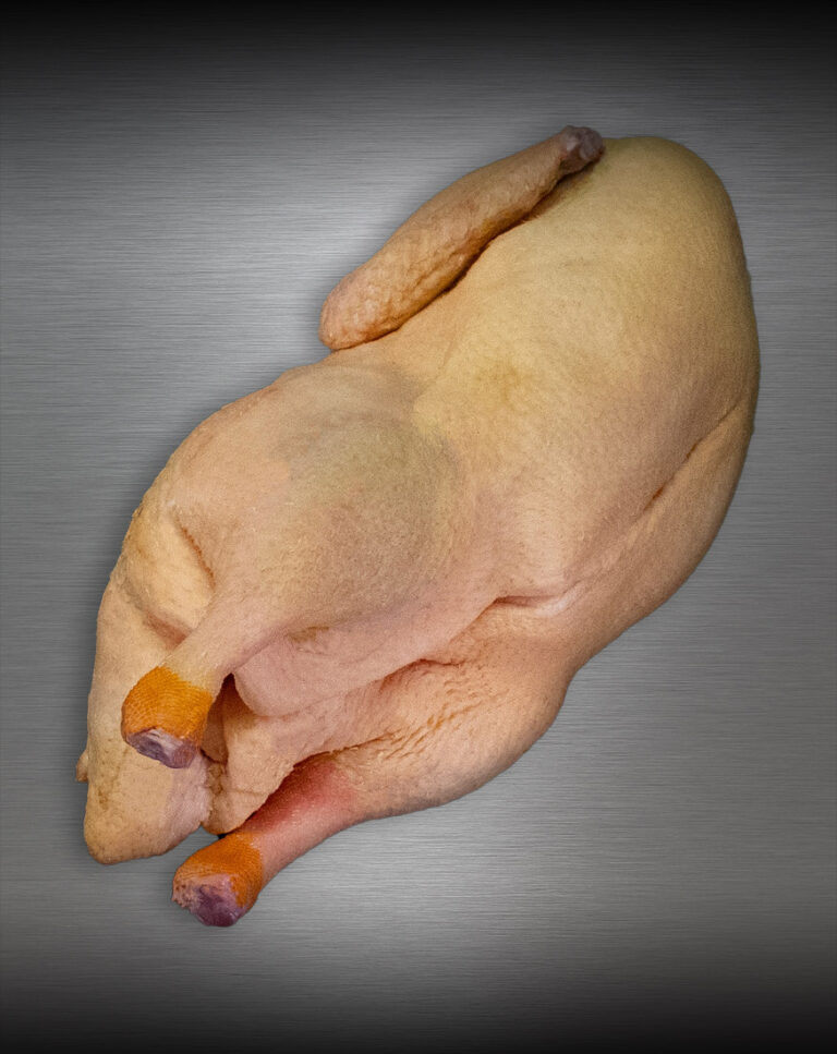 Ganze Ente aus Pommern roh, Premium-Geflügel edel inszeniert vor metallischem Hintergrund