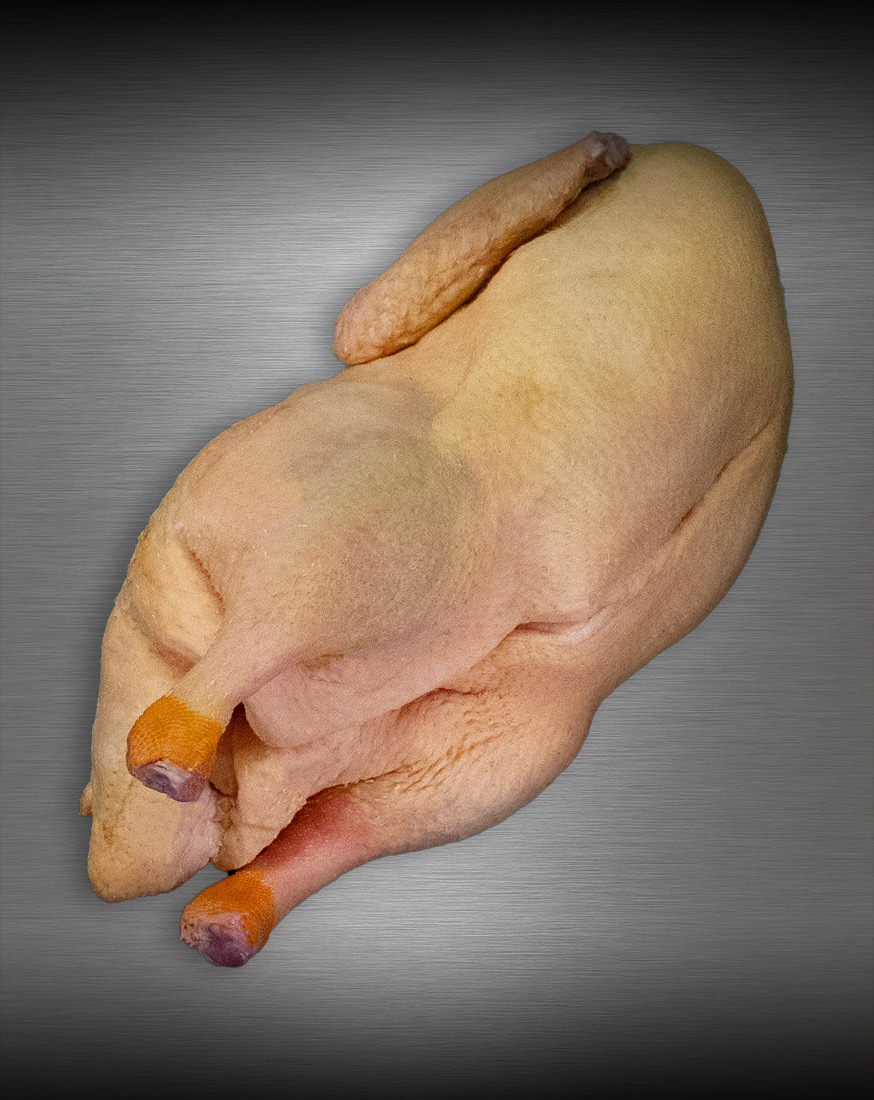 Ganze Ente aus Pommern – Premium-Geflügel in Extra-Qualität Ganze Ente aus Pommern roh, Premium-Geflügel edel inszeniert vor metallischem Hintergrund