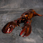 Hummerfleisch vorgelöst aus dem Atlantik – kanadischer Lobster von Fleischer und der Koch