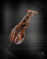 Hummer vorgelöst aus dem Atlantik mit Zange