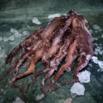 Oktopus Arme | Pulpoarme | gegart