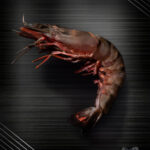 Sea Tiger Garnelen - Riesengarnelen