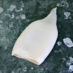 Tintenfisch Tuben ganz