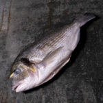 Ganze Dorade Royal | Qualität aus der Türkei