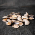 Venusmuscheln mit Schale | gekocht | einzeln entnehmbar