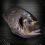 Dorade Royal aus der Türkei