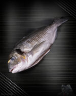 Dorade Royal aus der Türkei