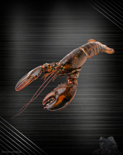 Hummer vorgelöst - Hummerfleisch vorgelöst aus dem Atlantik – kanadischer Lobster von Fleischer und der Koch