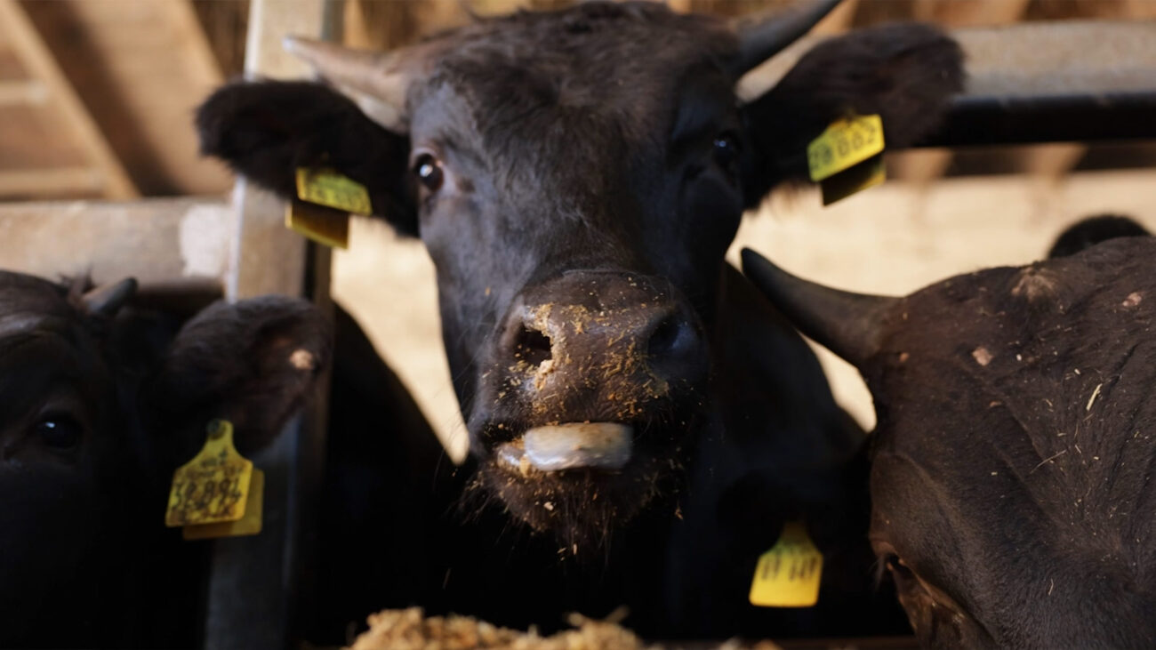 Wagyu aus Deutschland auf landwirtschaftlicher Fläche